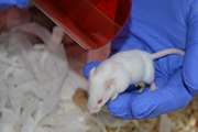 کارگاه  رعایت الزامات اصول اخلاقی در کار با حیوانات آزمایشگاهی